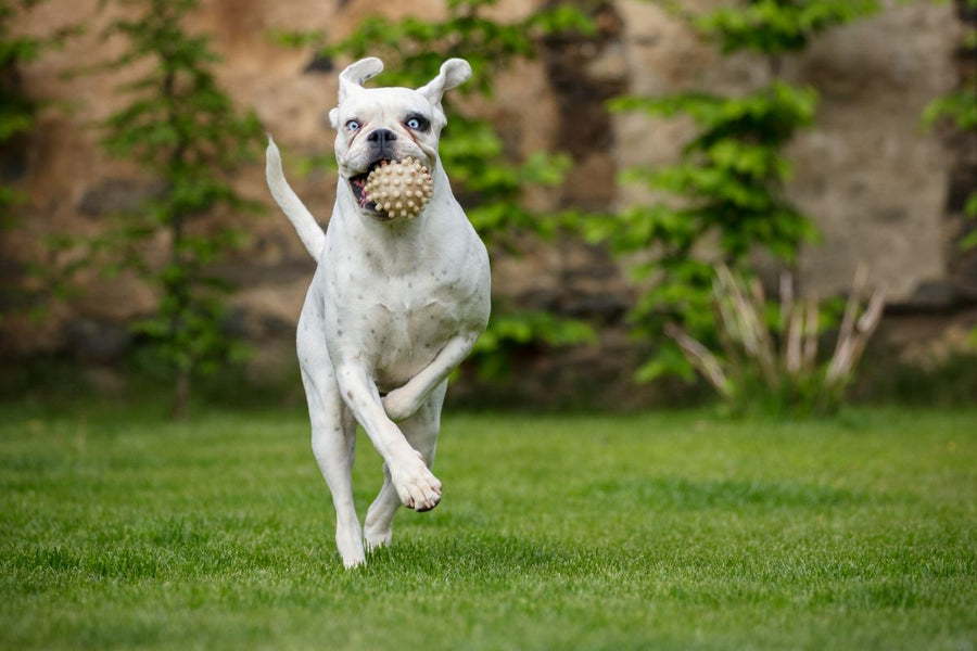 Is Bermuda Grass Dog-Friendly?