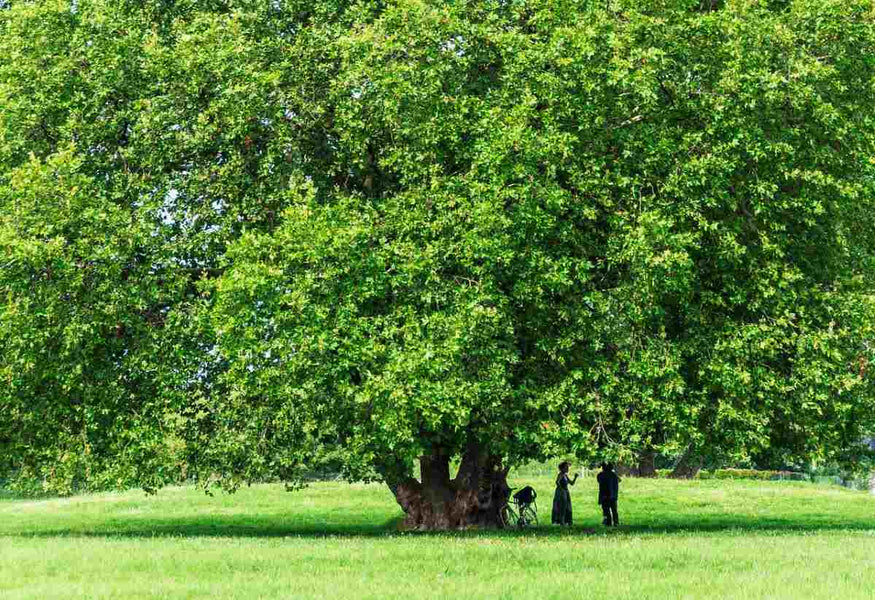 Is Your Lawn Getting Enough Sun?