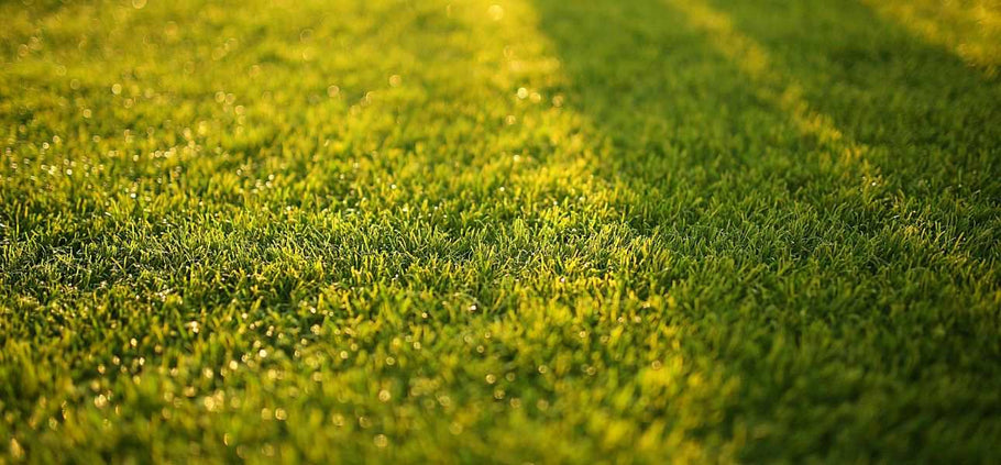 8 Lawn Care Myths That Damage Your Grass