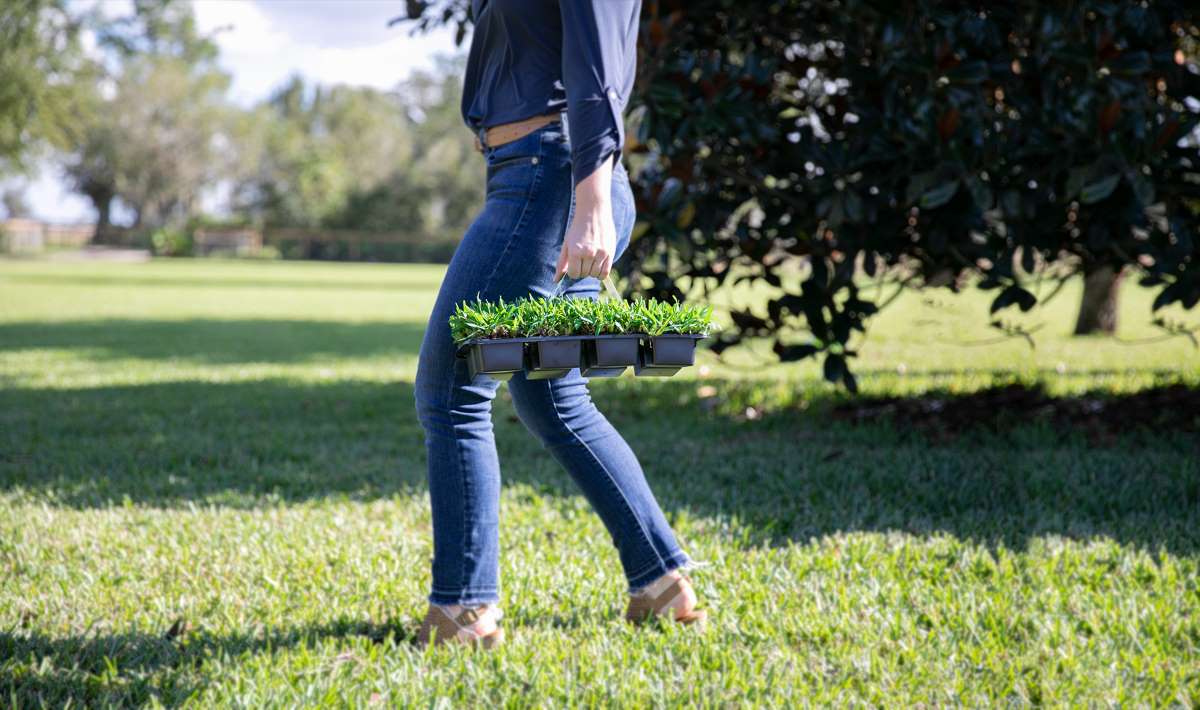 plant-grass-plugs-in-fall