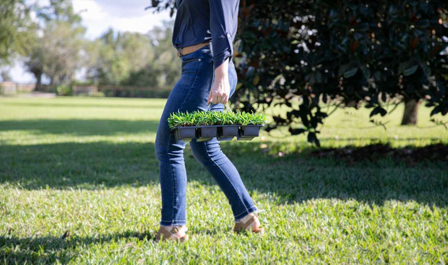 Can You Plant Grass Plugs in the Fall?