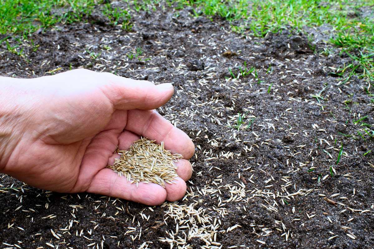 planting-grass-seed-in-summer