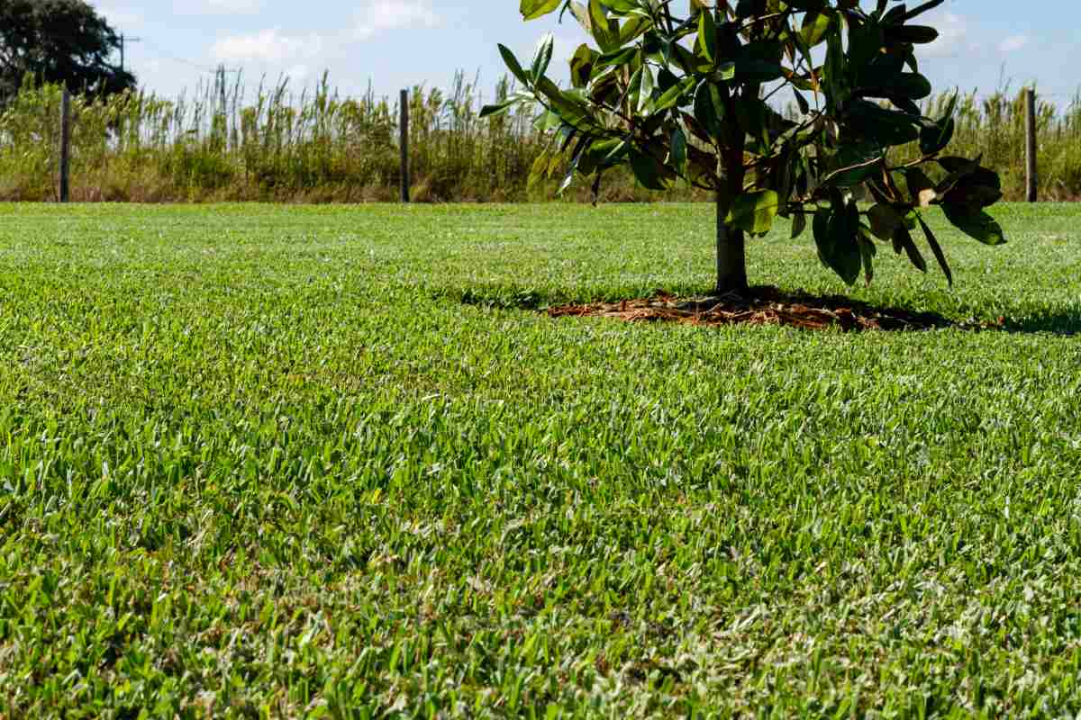 provista-vs-floratam-st-augustine