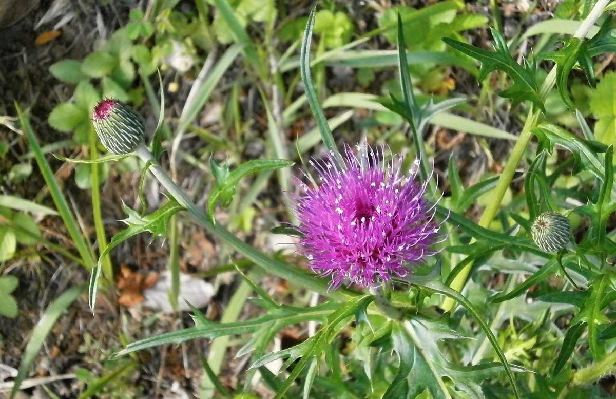 purple-weeds-in-grass