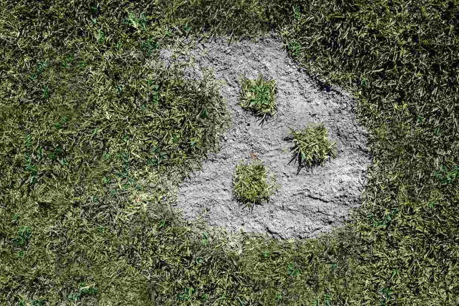 Post-Plugging Care: How to Help Grass Plugs Establish Faster