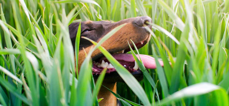 Pet-Owners Guide to Repairing Dog-Damaged Lawn