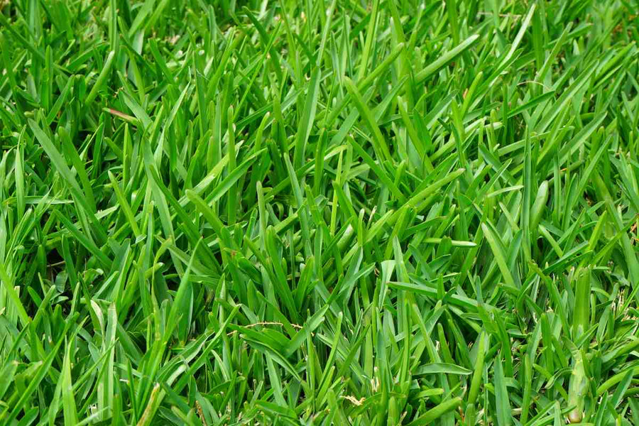 Why Root Growth Matters in Spring