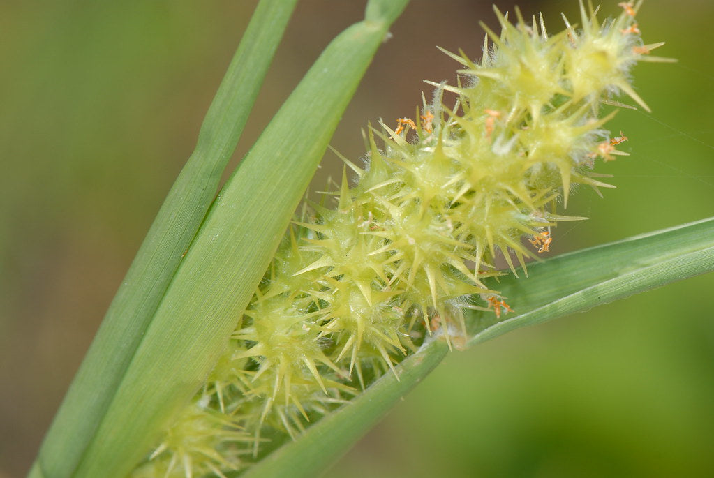 sandspurs-in-your-lawn