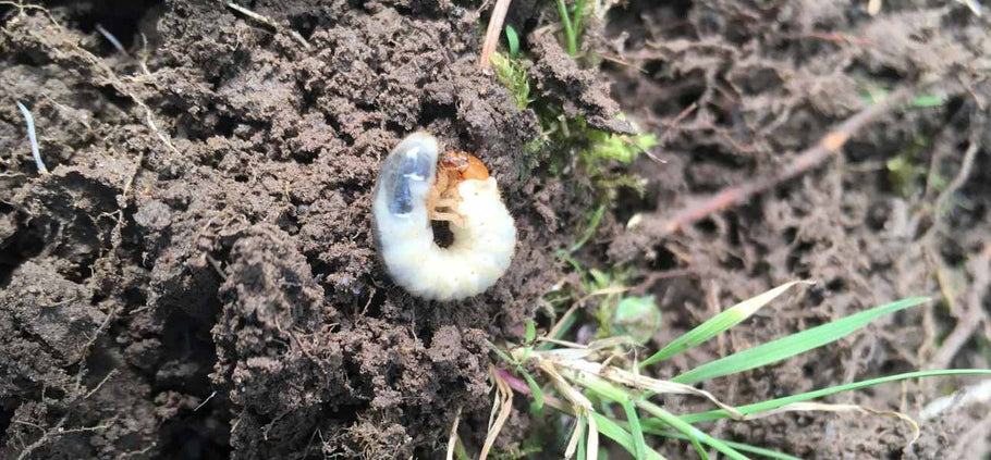 5 Signs of Grub Damage in Your Lawn