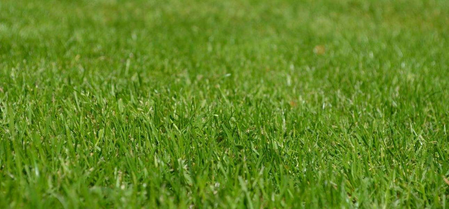 Is Your Lawn Healthy? 5 Signs You Need New Grass Plugs