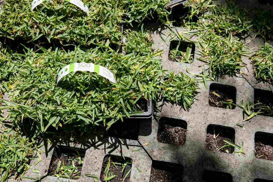 SodPods® Grass Plugs: What to Do After Delivery