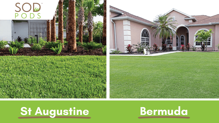 Bermuda Grass vs St Augustine: Which One To Choose?