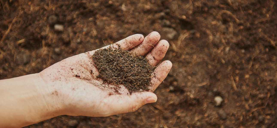 A Brief Guide to Soil Testing When Planting Grass Plugs