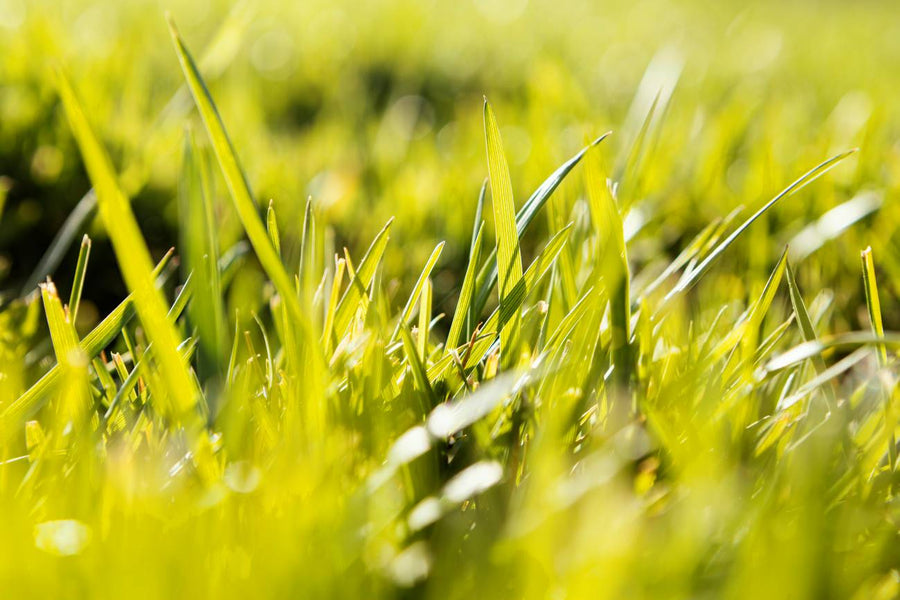 Spring Lawn Care: Maintenance Checklist for a Greener Lawn