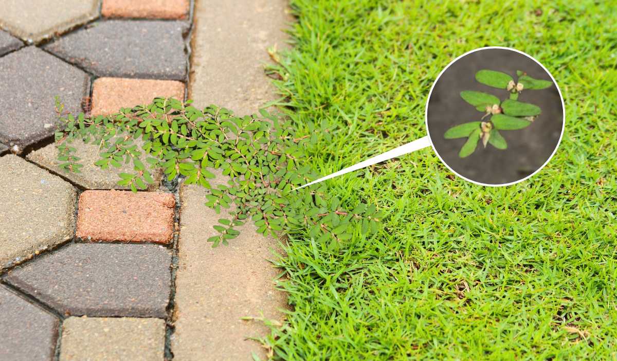 spurge-on-lawn-up-close