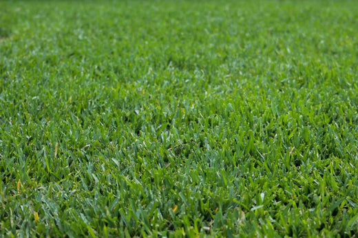 Is ProVista St. Augustine Grass Worth It?