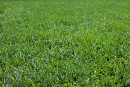 st-augustine-grass-plugs-planting-and-maintenance