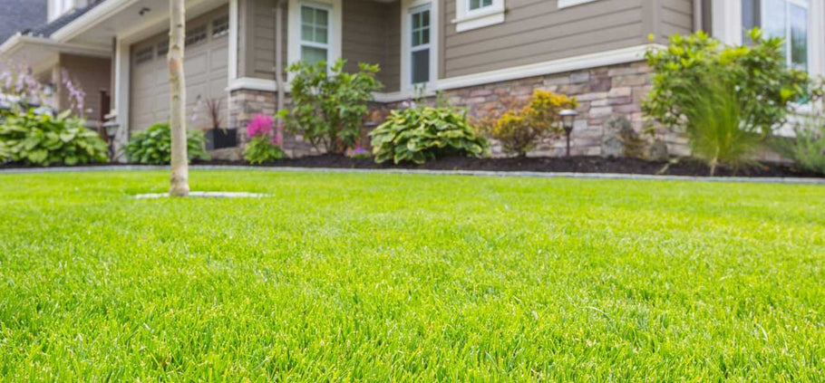 9 Tips to Make Grass Plugs Spread Faster