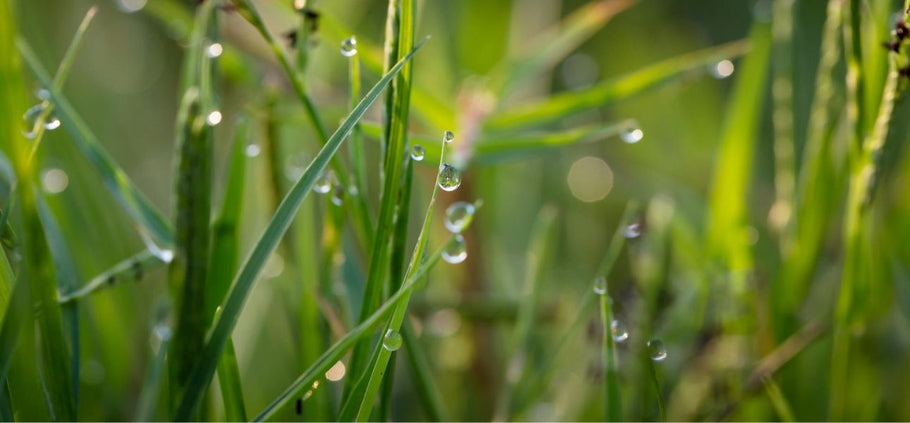 9 Water-Saving Tips to Maintain Your Lawn