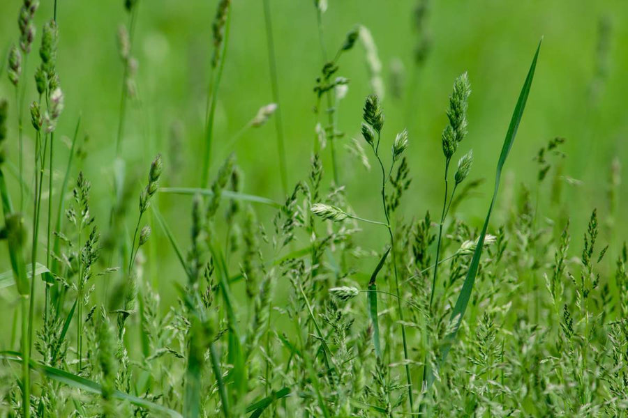 Why Weed Control Matters in Lawns