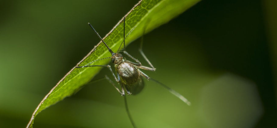What Attracts Insects to Your Lawn?