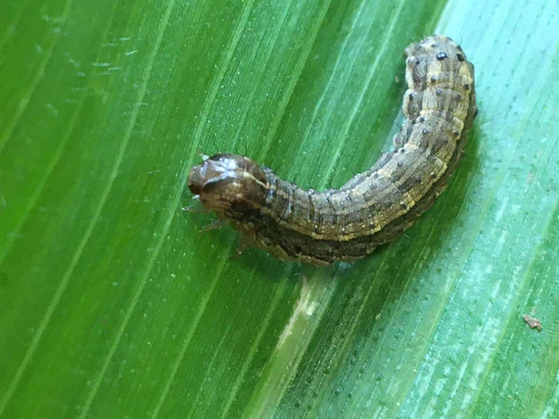Early Signs of Armyworm Infestation in Your Lawn