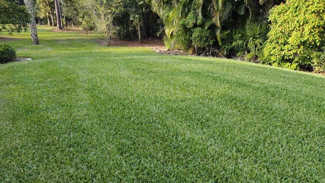 Which Grass Performs Best in Mixed Sun and Shade Lawns