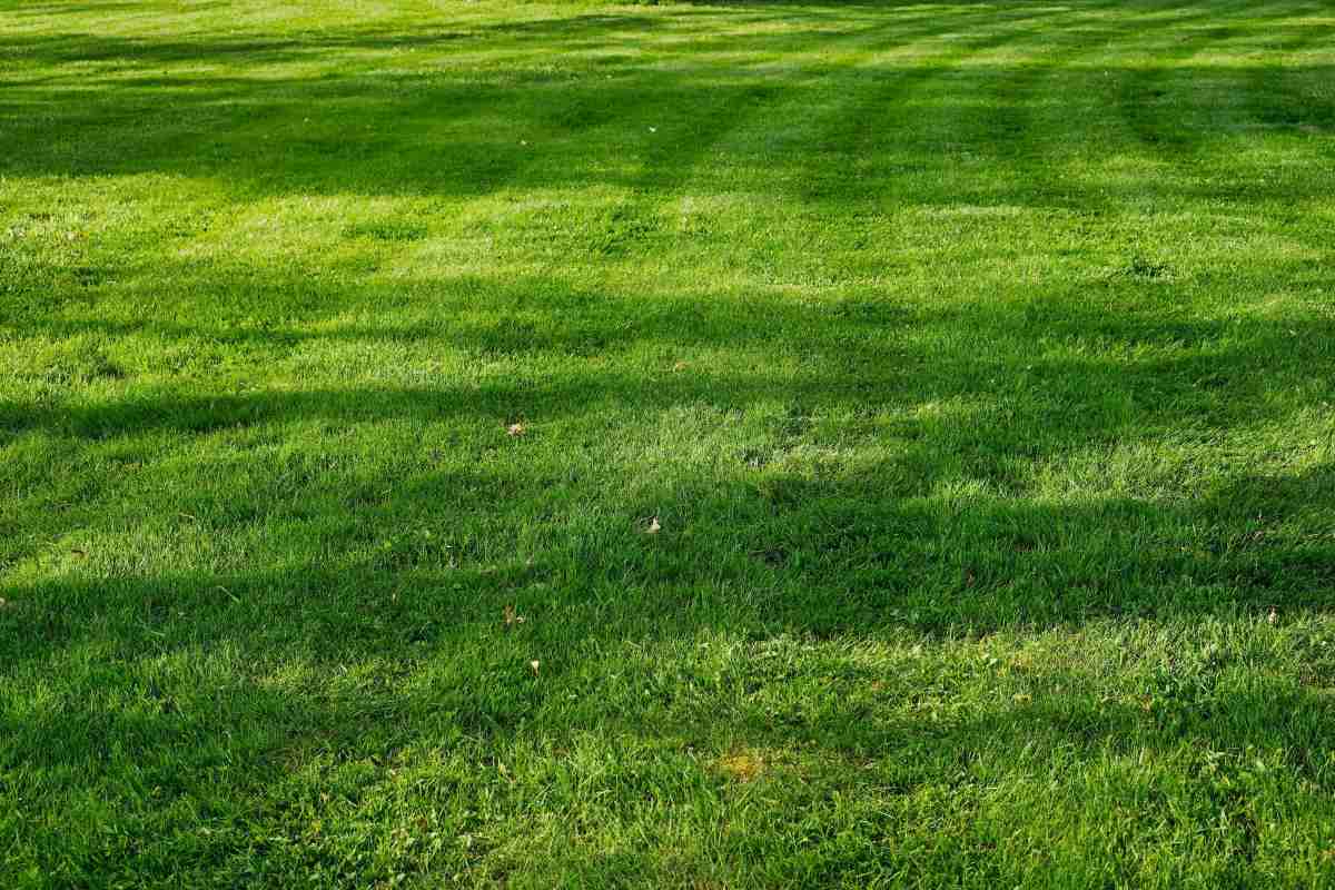 what-grass-type-do-i-have