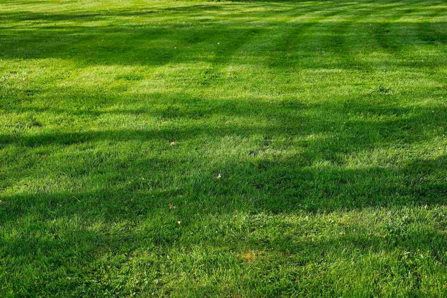 What Type of Grass Do I Have?