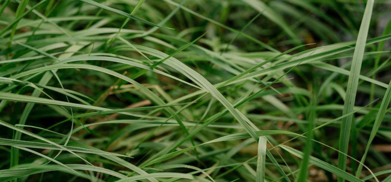 what-happens-if-you-let-grass-grow-too-long