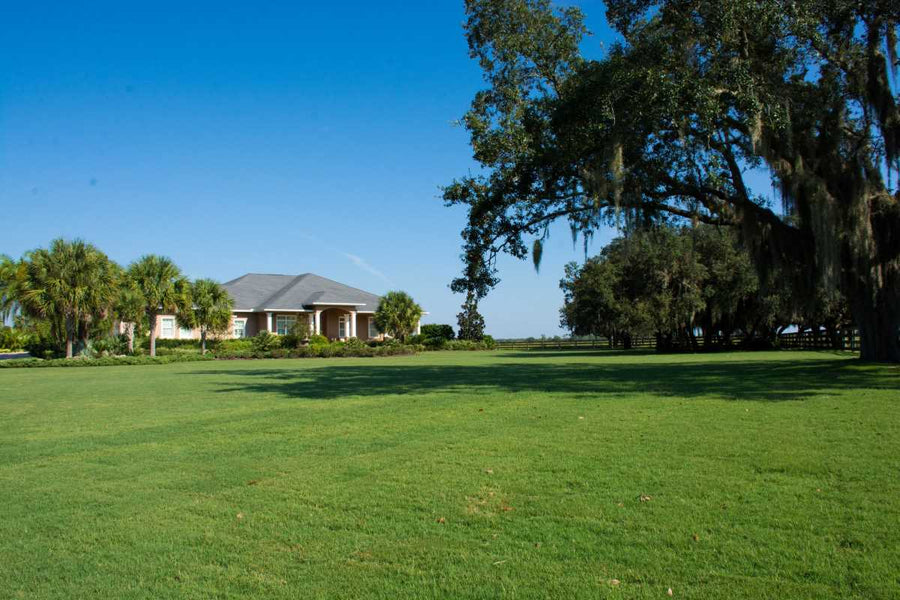 Buy Bermudagrass Plugs with Confidence: What Healthy Plugs Look Like