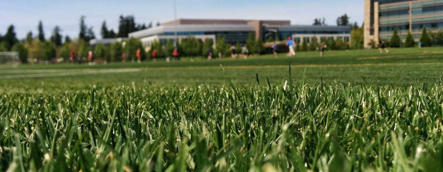 What is CitraBlue St. Augustine Grass?