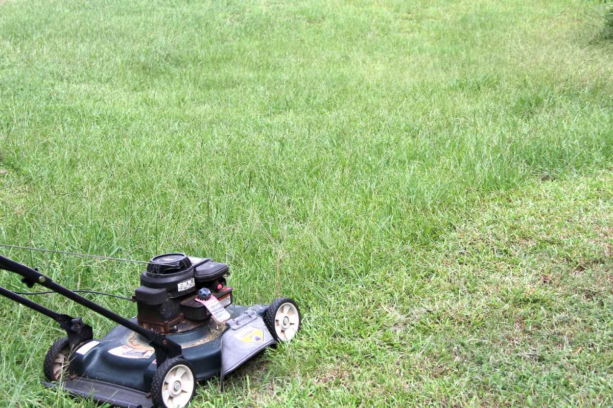 what-is-lawn-scalping