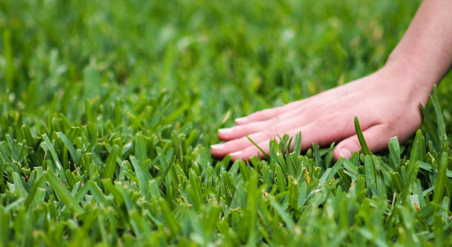 How to Plant and Care for St. Augustine Grass