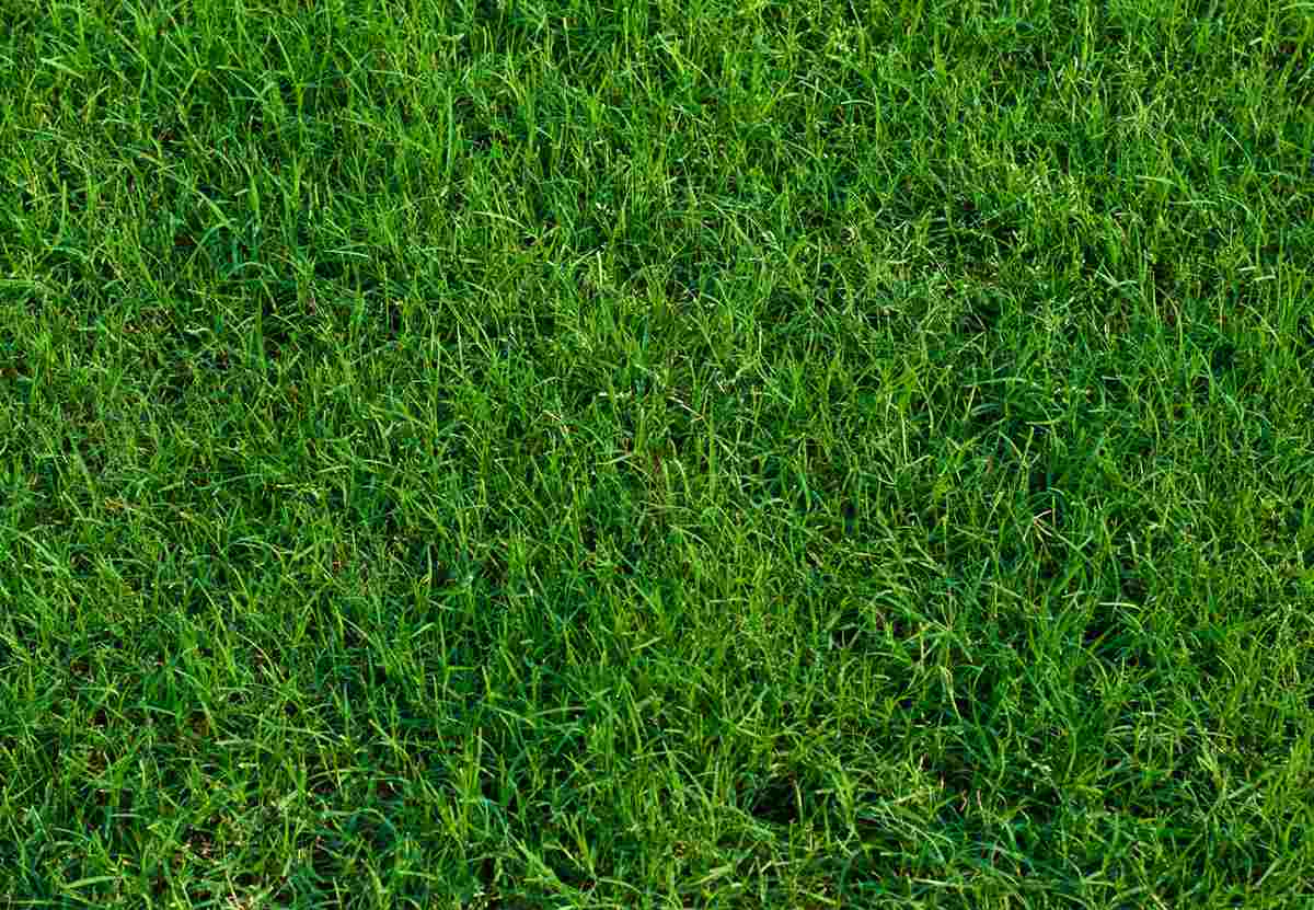 what-to-expect-after-planting-grass-plugs