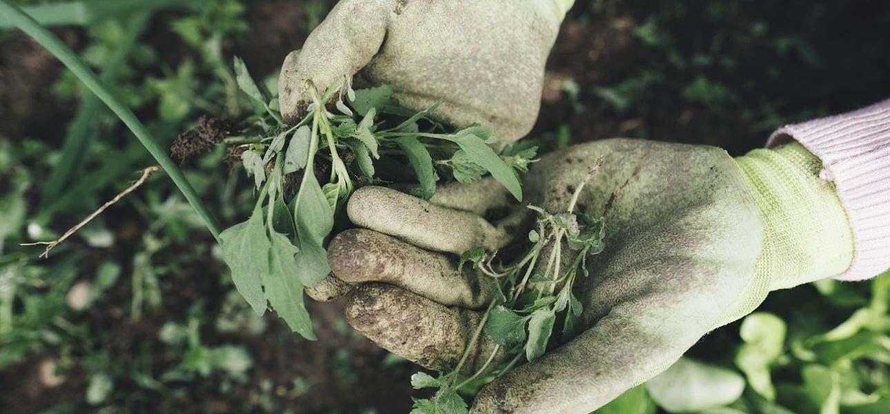 when-to-apply-pre-emergent-herbicide-in-spring