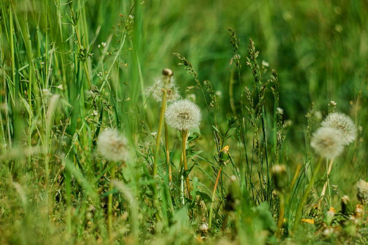when-to-apply-weed-killer