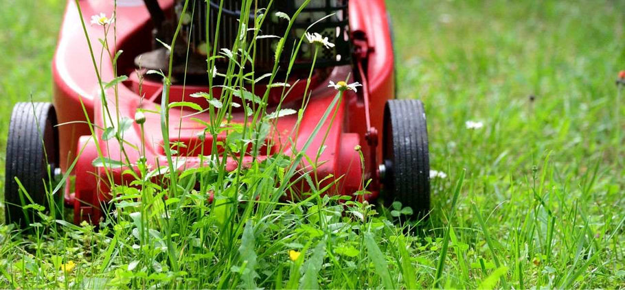 When to Start Mowing in Spring and When Not To