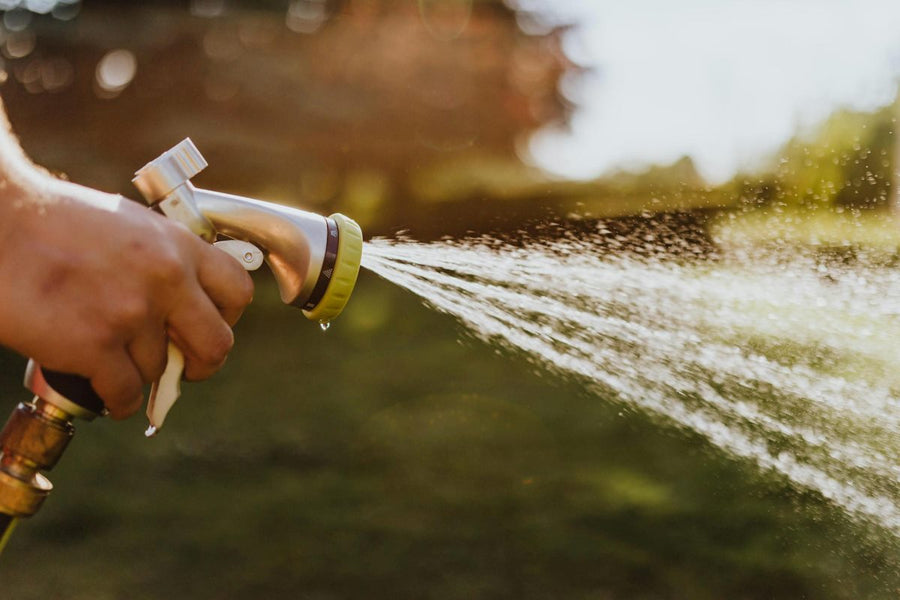 Are You Watering Too Much? Here’s When to Stop Watering