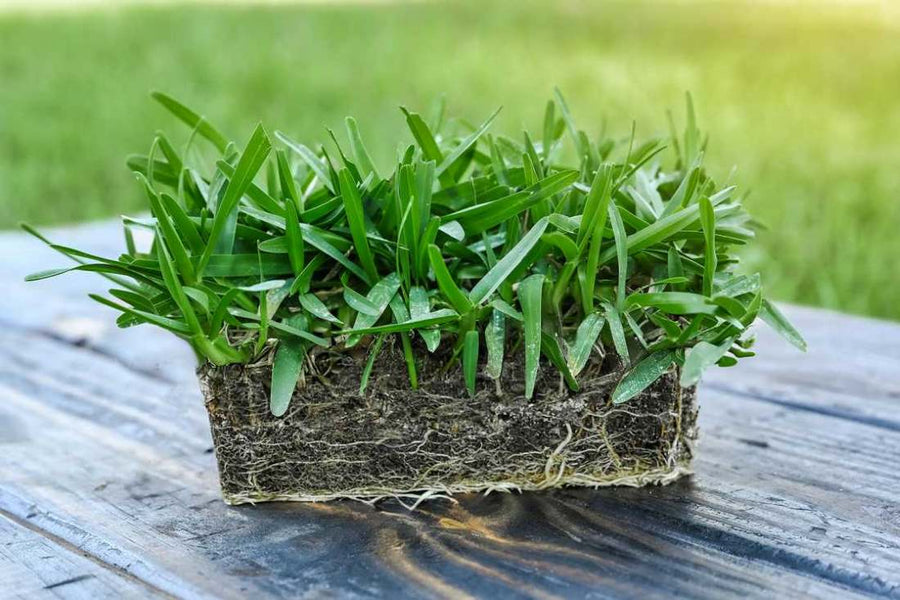 Bigger Grass Plugs, Faster Results: When to Use SodPods Mega