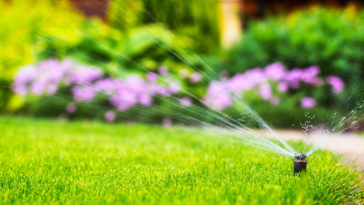when-to-water-your-grass