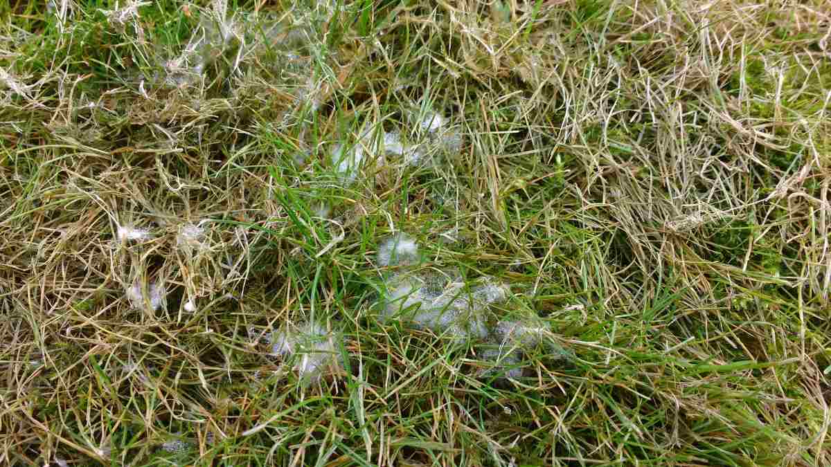 white-fungus-on-grass