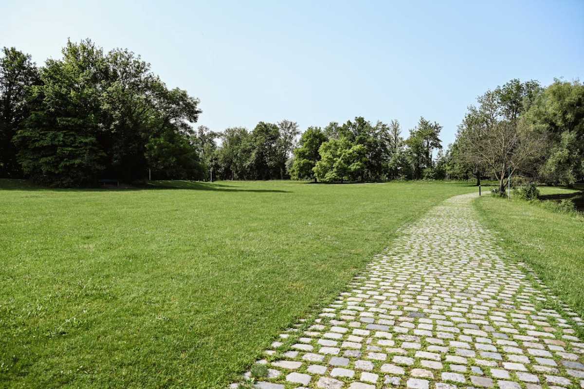 why-grass-dies-near-walkways