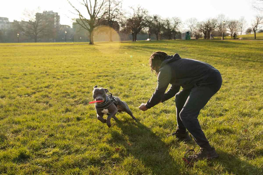 Yellow Lawn? Here’s Why Your Grass Is Losing Its Green Color