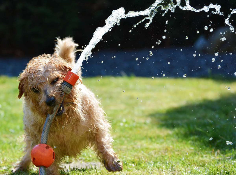 Why Overwatering Costs More Than Just Water