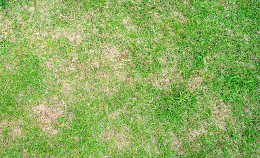 Why Your Grass is Curling—and What It Means