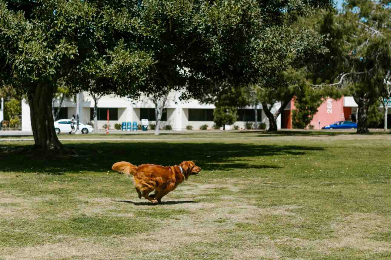 why-your-lawn-looks-patchy-this-fall