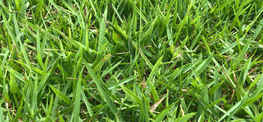 Does Zoysia Grass Turn Brown in Winter?