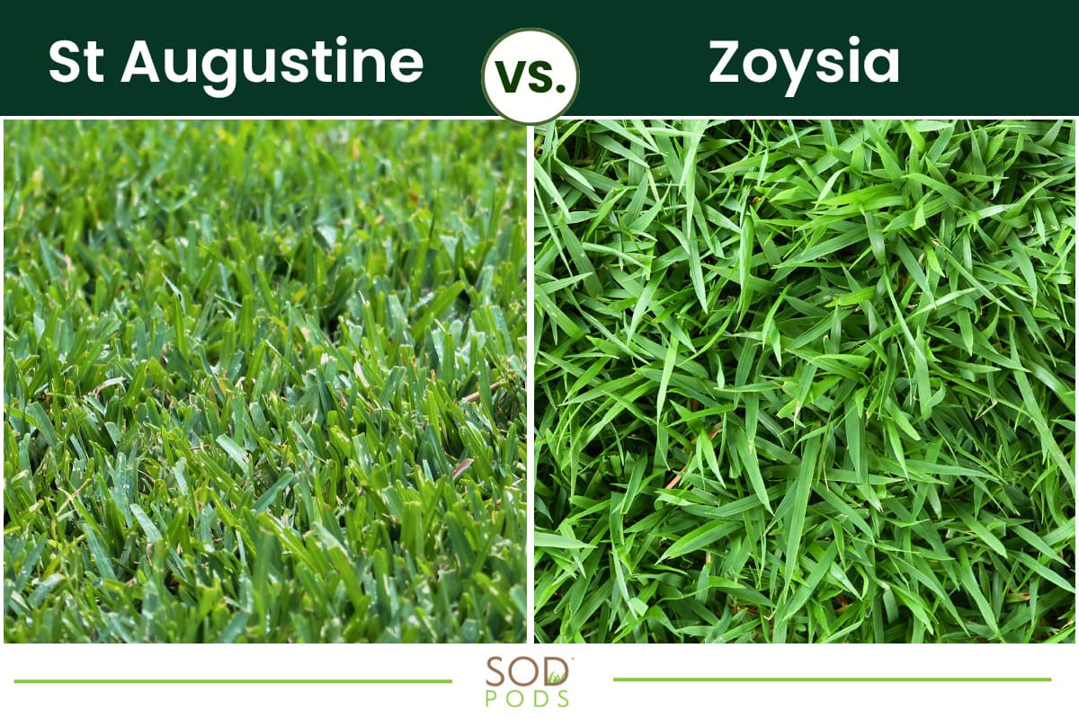 zoysia-vs-st-augustine-grass