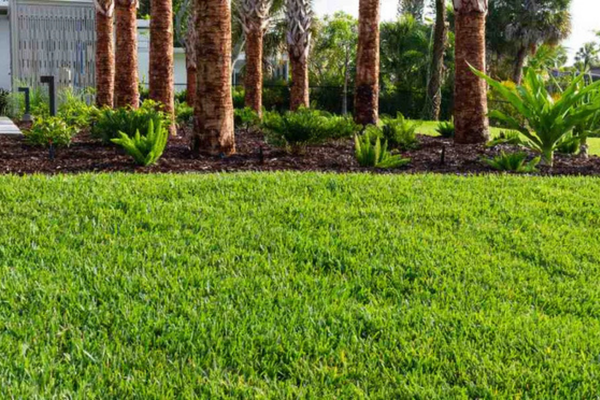 How to Plant St. Augustine Grass Plugs
